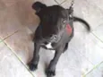 Preta