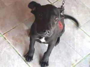 Cachorro raça Vira lata idade 2 a 6 meses nome Preta