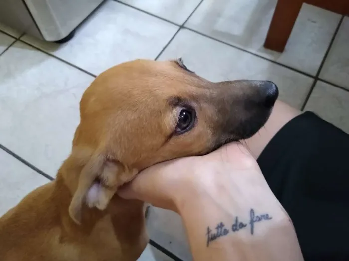 Cachorro ra a SRD idade 2 a 6 meses nome Nanquim e Dobi