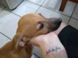 Nanquim e Dobi