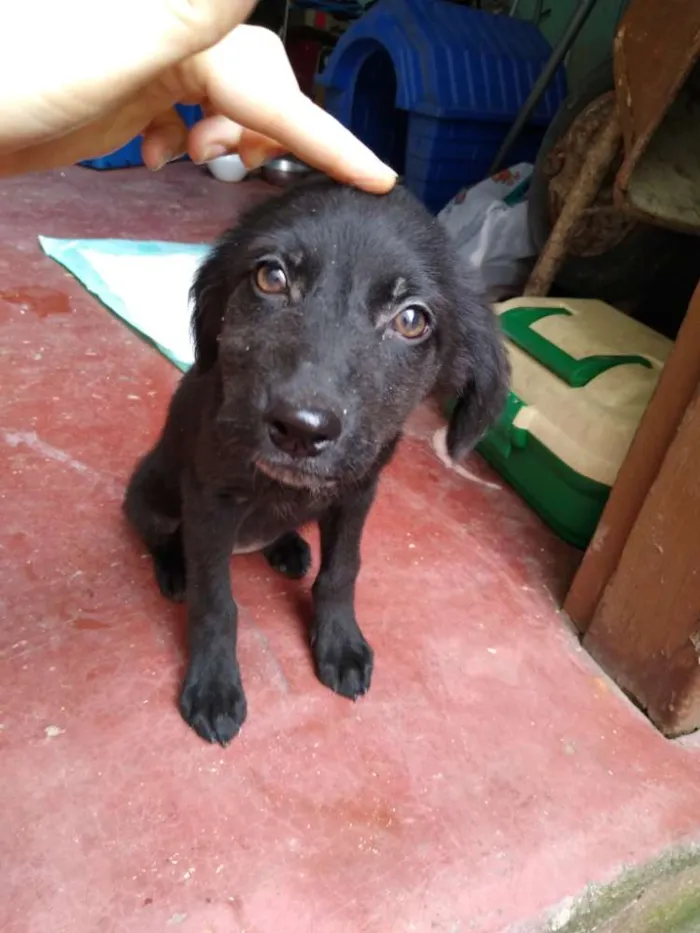 Cachorro ra a SRD idade 2 a 6 meses nome Nanquim e Dobi