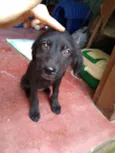 Nanquim e Dobi