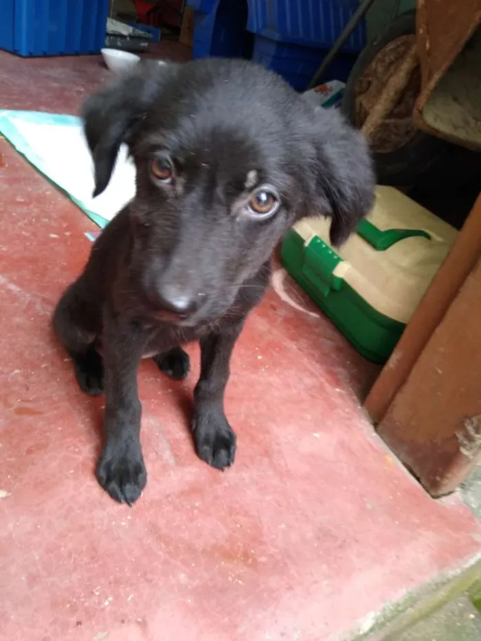 Cachorro ra a SRD idade 2 a 6 meses nome Nanquim e Dobi