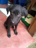 Nanquim e Dobi