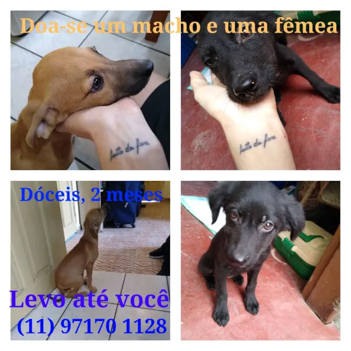 Cachorro ra a SRD idade 2 a 6 meses nome Nanquim e Dobi