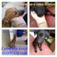 Nanquim e Dobi