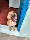 Nanquim e Dobi