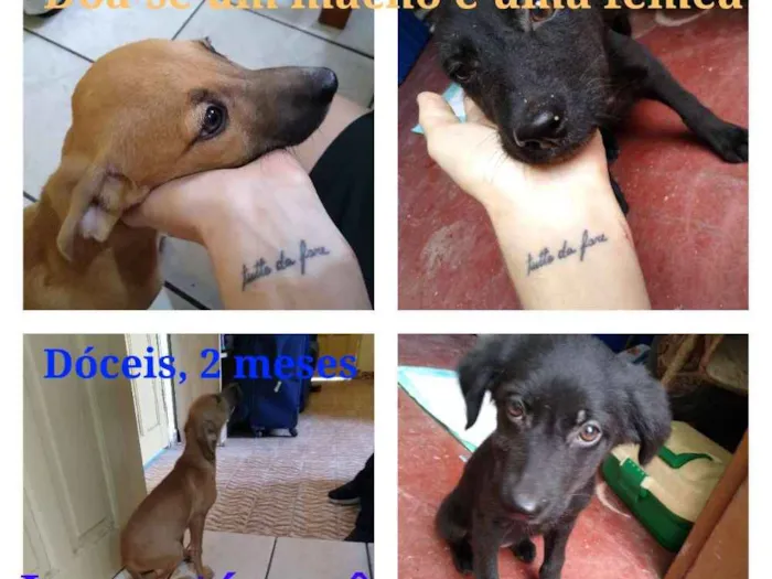 Cachorro ra a SRD idade 2 a 6 meses nome Nanquim e Dobi