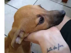 Cachorro raça SRD idade 2 a 6 meses nome Nanquim e Dobi
