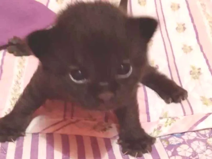 Gato ra a SRD  idade Abaixo de 2 meses nome Sem nome