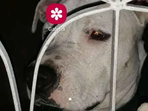 Cachorro raça Pitbull idade 2 a 6 meses nome Killer