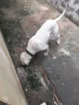 Killer