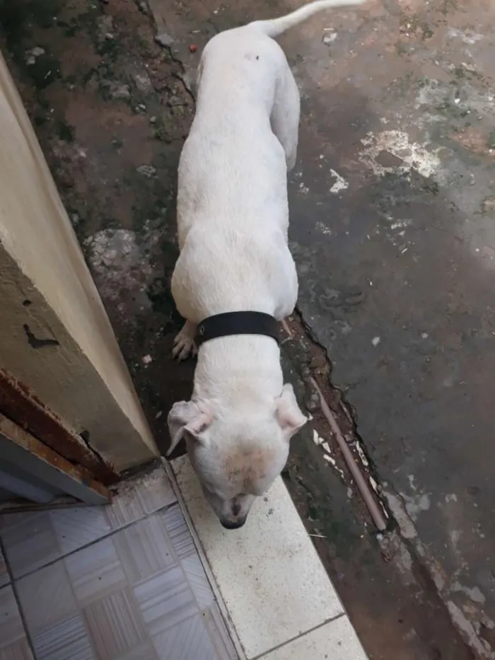 Cachorro raça Pitbull idade 2 a 6 meses nome Killer