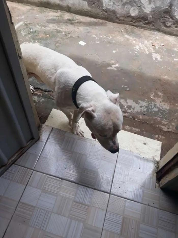 Cachorro raça Pitbull idade 2 a 6 meses nome Killer