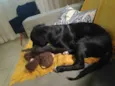 Koa