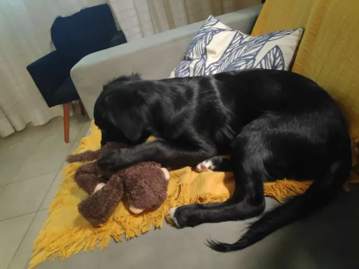 Cachorro ra a SRD idade 2 a 6 meses nome Koa