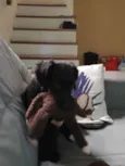 Koa