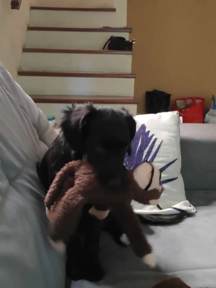 Cachorro ra a SRD idade 2 a 6 meses nome Koa