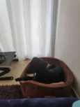 Koa