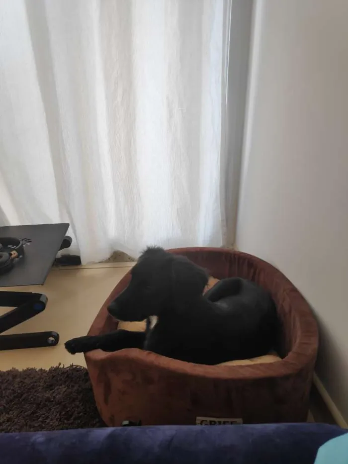 Cachorro ra a SRD idade 2 a 6 meses nome Koa