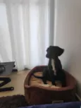 Koa