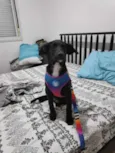 Koa