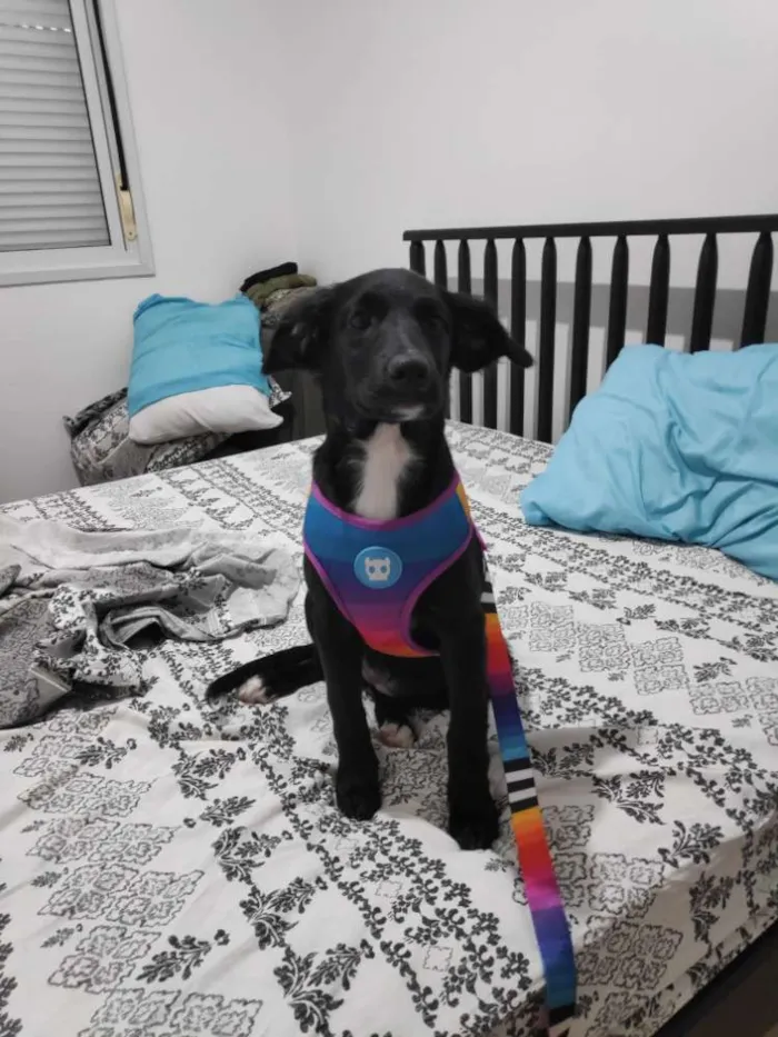 Cachorro ra a SRD idade 2 a 6 meses nome Koa