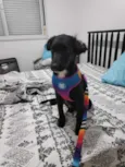 Koa