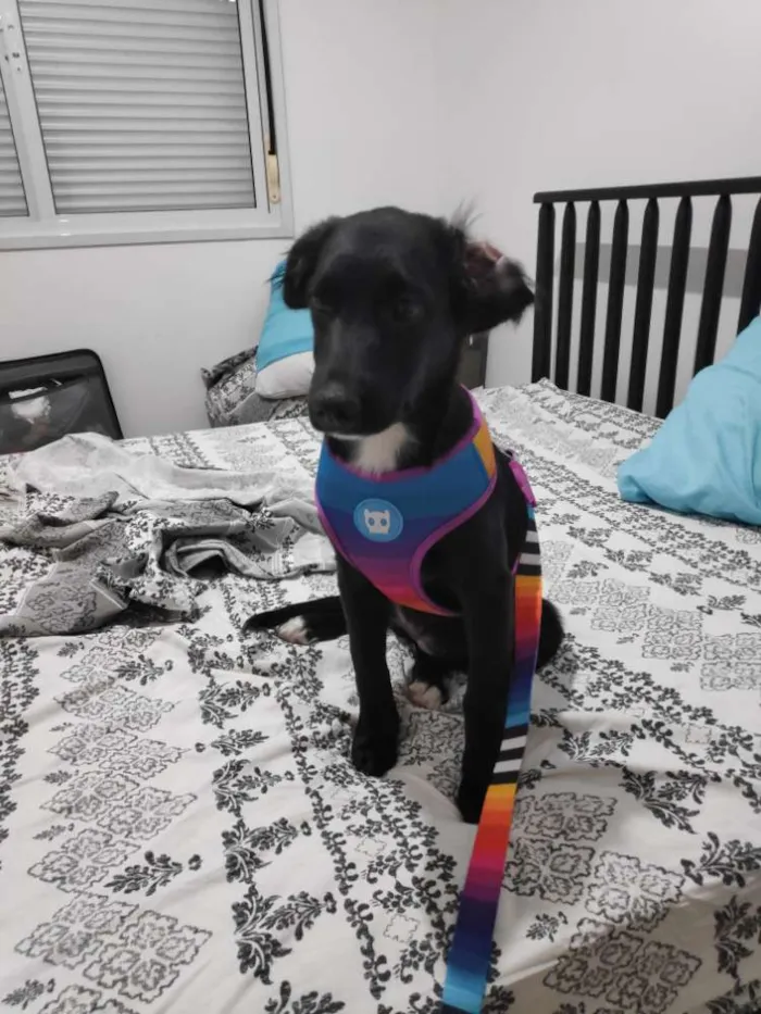 Cachorro ra a SRD idade 2 a 6 meses nome Koa