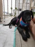 Koa