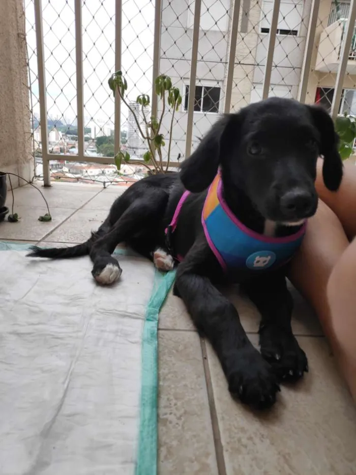 Cachorro ra a SRD idade 2 a 6 meses nome Koa