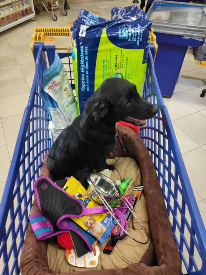 Cachorro ra a SRD idade 2 a 6 meses nome Koa