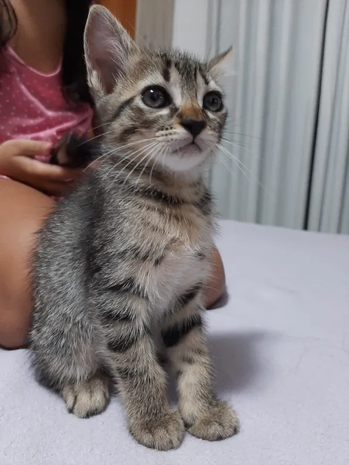 Gato ra a deconhecida idade 2 a 6 meses nome Sem nome