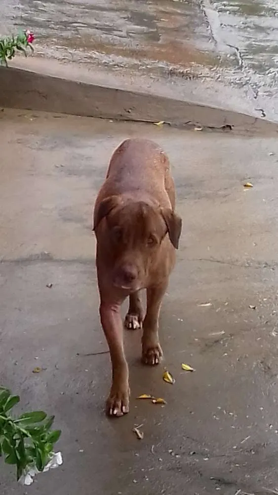 Cachorro ra a Mistura idade  nome Não sei