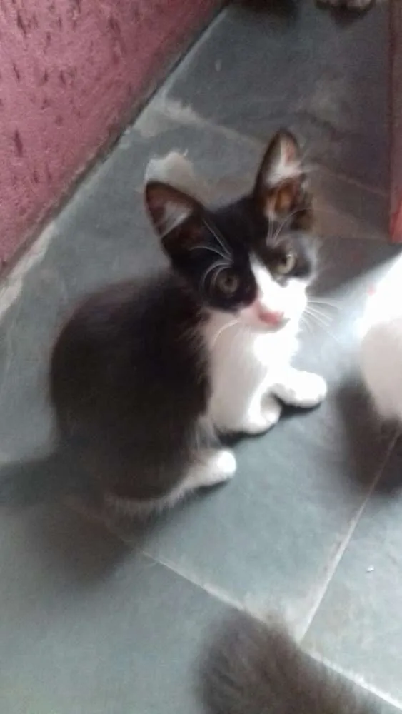 Gato ra a Misturado  idade Abaixo de 2 meses nome Miua