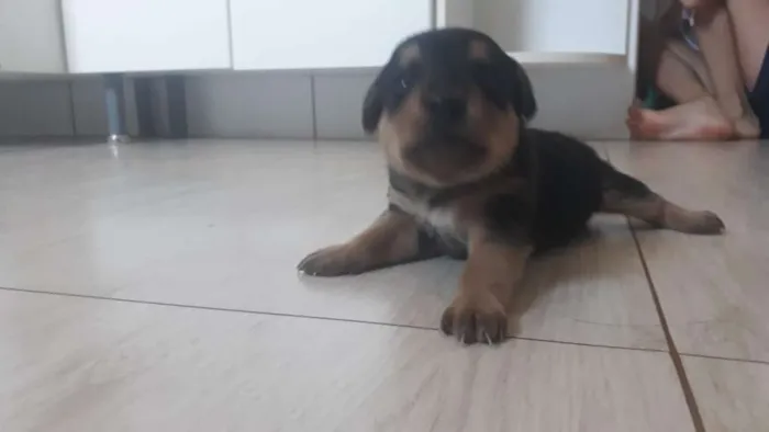 Cachorro raça Desconhecida idade Abaixo de 2 meses nome 1
