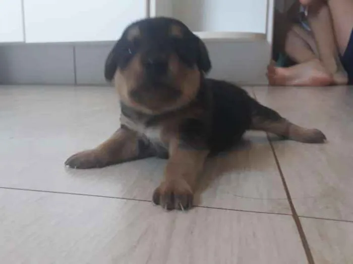 Cachorro raça Desconhecida idade Abaixo de 2 meses nome 1