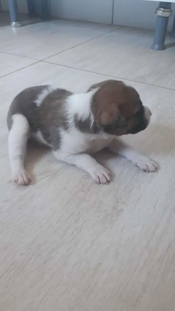 Cachorro raça Desconhecida idade Abaixo de 2 meses nome 2