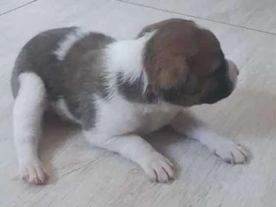 Cachorro raça Desconhecida idade Abaixo de 2 meses nome 2