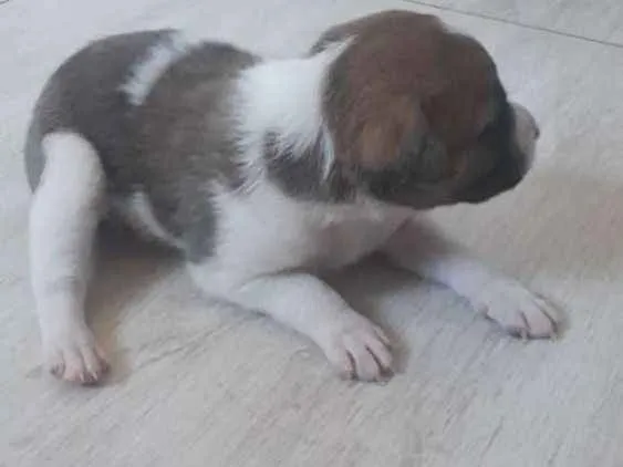 Cachorro raça Desconhecida idade Abaixo de 2 meses nome 2