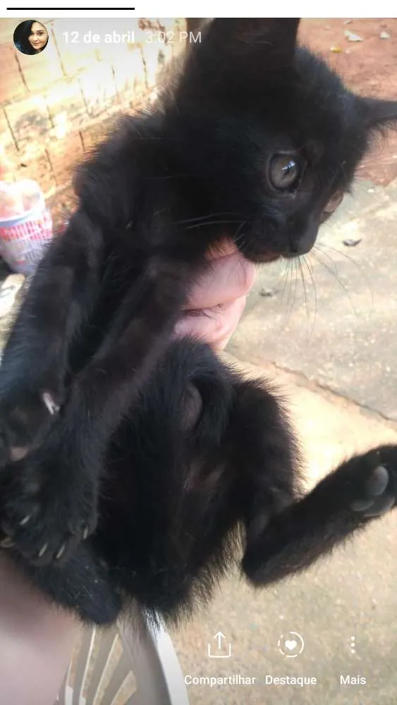 Gato ra a Indefinida idade Abaixo de 2 meses nome Negresco 