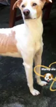 Marley