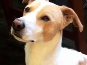 Cachorro raça Vira-lata  idade 3 anos nome Marley