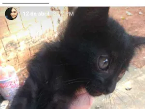 Gato raça Indefinida idade Abaixo de 2 meses nome Negresco 