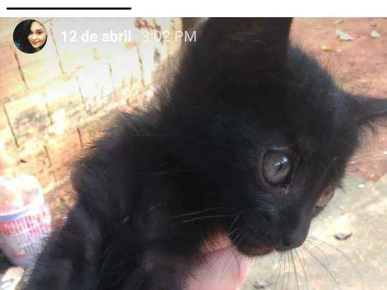 Gato ra a Indefinida idade Abaixo de 2 meses nome Negresco 