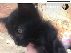 Gato raça Indefinida idade Abaixo de 2 meses nome Negresco 