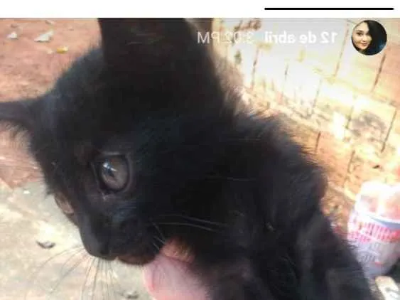 Gato ra a Indefinida idade Abaixo de 2 meses nome Negresco 