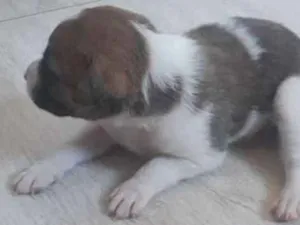 Cachorro raça Desconhecida idade Abaixo de 2 meses nome 2