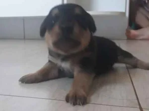 Cachorro raça Desconhecida idade Abaixo de 2 meses nome 1