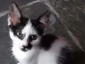 Gato raça Misturado  idade Abaixo de 2 meses nome Miua